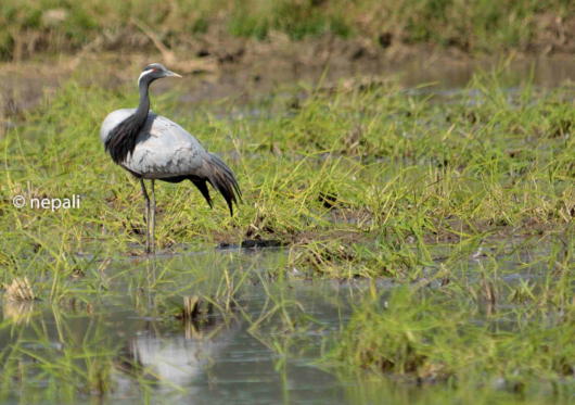 世界のツルリスト List of Cranes in The World - ツルに魅せられて Fascinated by Cranes